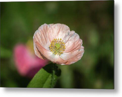  Metal Print featuring the photograph Shirley Poppy 2019-2 by Thomas Young