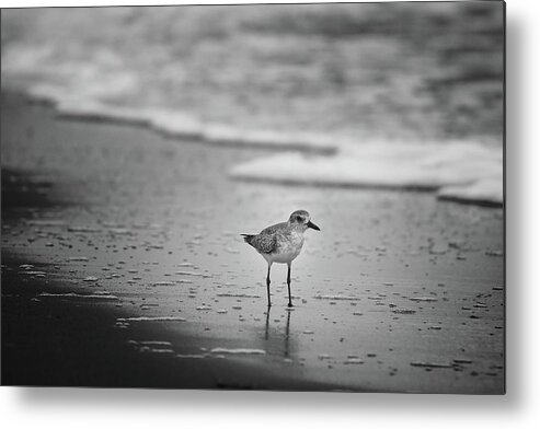 Jupiter Metal Print featuring the photograph Shore Bird by Steve DaPonte