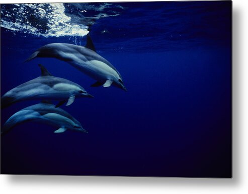 Underwater Metal Print featuring the photograph Short-beaked Common Dolphin, Delphinus by Gerard Soury