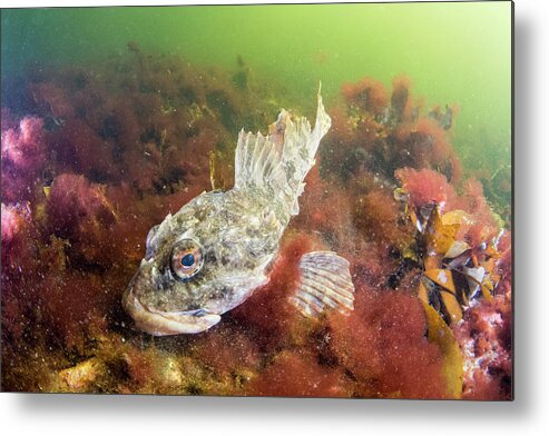 00558384 Metal Print featuring the photograph Shorthorn Sculpin in Bonne Bay by Scott Leslie