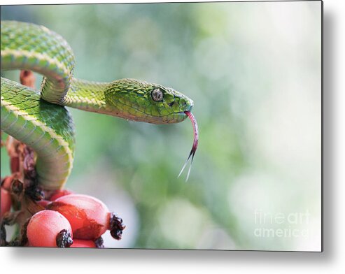 Animal Metal Print featuring the photograph Side-striped Palm Pit Viper by Dr P. Marazzi/science Photo Library