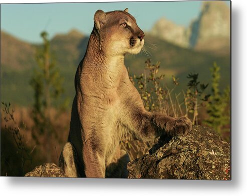 Cougar Mountain Lion Puma Cat Kitty Rocks Tetons Idaho Grand Silent Hunter Animals Wildlife Metal Print featuring the photograph Silent Killer by Ronnie And Frances Howard