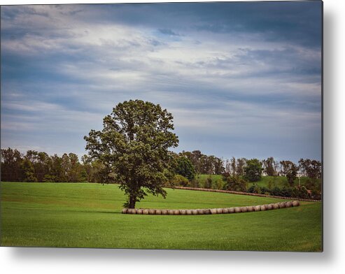 Tree Metal Print featuring the photograph Simple Joys by Michelle Wittensoldner