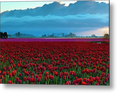 Flowerbed Metal Print featuring the photograph Skagit Valley Morning by Rebecca L. Latson