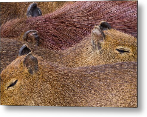 Sebastian Kennerknecht Metal Print featuring the photograph Sleeping Capybaras by Sebastian Kennerknecht