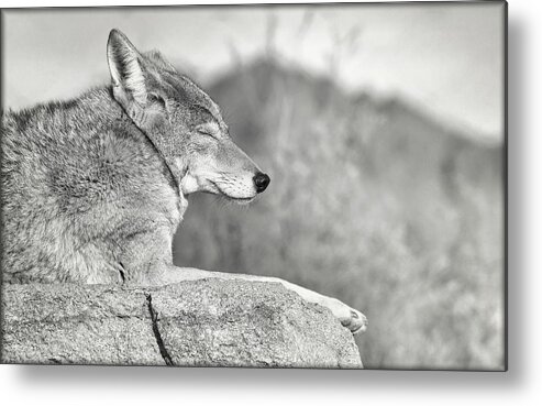 Coyote Metal Print featuring the photograph Sleepy Coyote by Elaine Malott