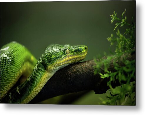 Animal Themes Metal Print featuring the photograph Slither by © Justin Lo