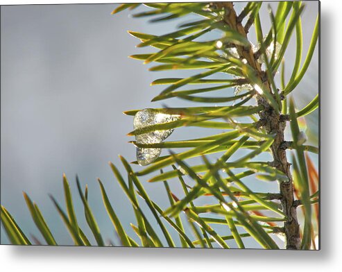 Abstract Metal Print featuring the photograph Small icicle on a pine twig by Intensivelight