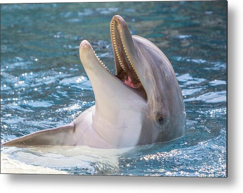 Animal Metal Print featuring the photograph Smiling Dolphin Backstroke by SR Green