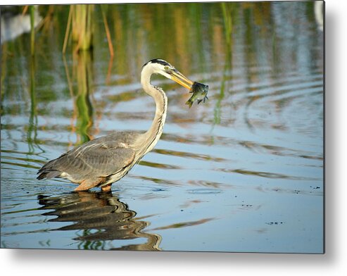 Birds Metal Print featuring the photograph Snack Time for Blue Heron by Donald Brown