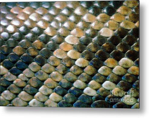 Snake Scales Texture of Corallus enydris, Constrictor, Tree Boa Photograph  by Wernher Krutein - Fine Art America