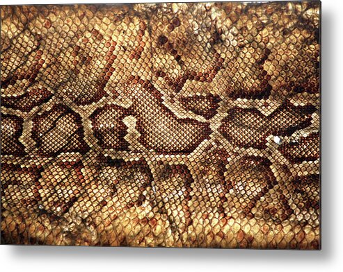 Natural Pattern Metal Print featuring the photograph Snake Skin by Abner Merchan