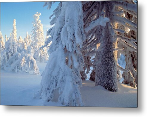 Scenics Metal Print featuring the photograph Snow-covered Coniferous Forest, Finland by Hans Strand
