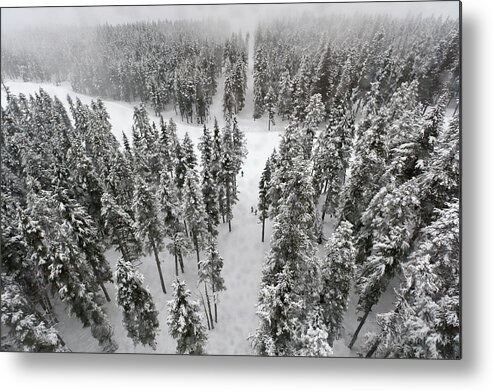 Snow Metal Print featuring the photograph Snow Covered Trees In A Forest by Keith Levit / Design Pics