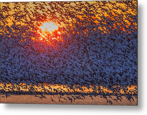 Snow Metal Print featuring the photograph Snow Geese Flying In Sunrise by David Hua