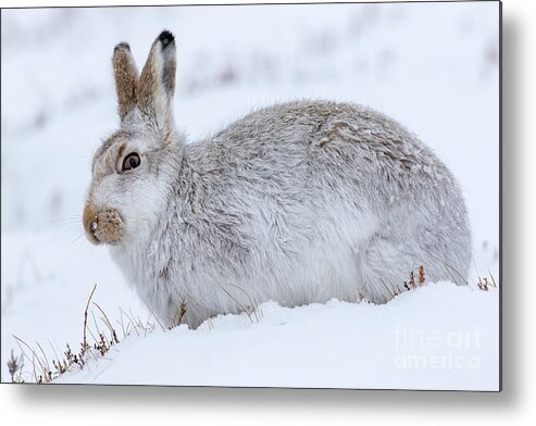 Mountain Hare Metal Print featuring the photograph Snow Hare in Winter by Arterra Picture Library