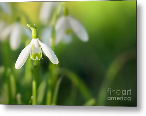 Snowdrops Metal Print featuring the photograph Snowdrops at eye level with copy space by Simon Bratt