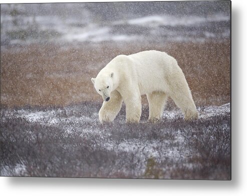 Polar-bear Metal Print featuring the photograph Snowfall by Marco Pozzi