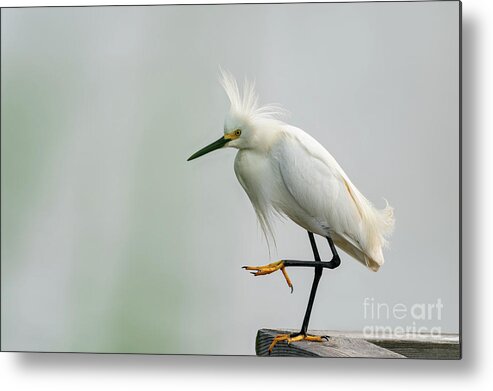 Egret Metal Print featuring the photograph Snowy egret striking a pose by Sam Rino
