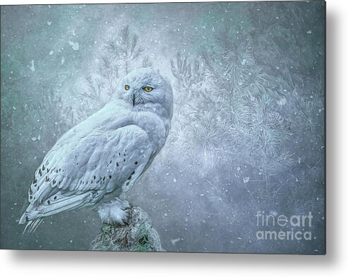 Snowy Owl Metal Print featuring the photograph Snowy Owl in winter by Brian Tarr