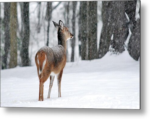 Deer Metal Print featuring the photograph Snowy White Tail by Christina Rollo