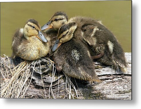 Duck Metal Print featuring the photograph Snuggle Time by Art Cole