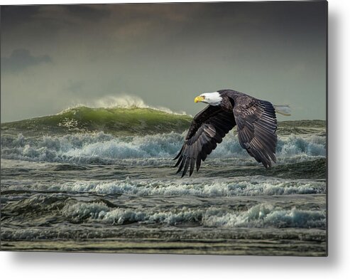 Eagles Metal Print featuring the photograph Soaring by the Sea by Jerry Cahill