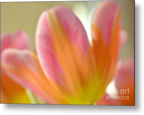 Flower Metal Print featuring the photograph Soft Tulip by Lorenzo Cassina