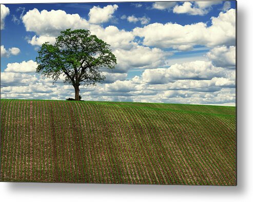 Oak Sentinel Solitary Corn Rows Puffy Clouds Wi Sky Farm Landscape Summer Spring Green Farming Hilltop Lonely Lonesome Proud Metal Print featuring the photograph Solitary Sentinel - Lone oak tree on WI hilltop corn field by Peter Herman