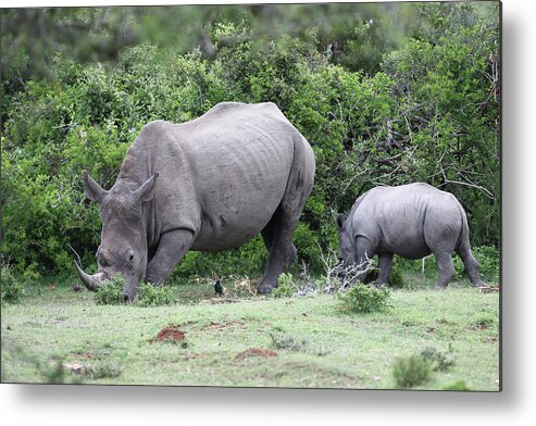 South Africa Metal Print featuring the photograph South African White Rhinoceros 001 by Bob Langrish