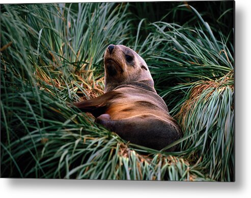 Grass Metal Print featuring the photograph Southern Fur Seal Arctocephalus Gazella by Art Wolfe