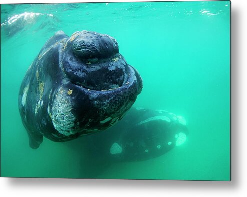 00586974 Metal Print featuring the photograph Southern Right Whale Pair by Hiroya Minakuchi