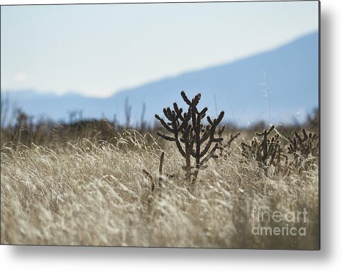 New Mexico Desert Metal Print featuring the photograph Southwest Cactus In Grass by Robert WK Clark