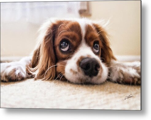 Portrait Metal Print featuring the painting Spaniel puppy DWP2785074 by Dean Wittle