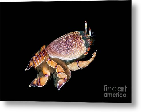 Spanner Crab Metal Print by Georgette Douwma/science Photo Library