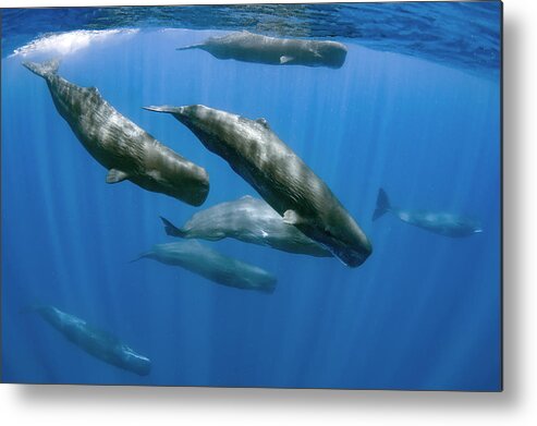 Diving Metal Print featuring the photograph Sperm Whales by Cdric Pneau