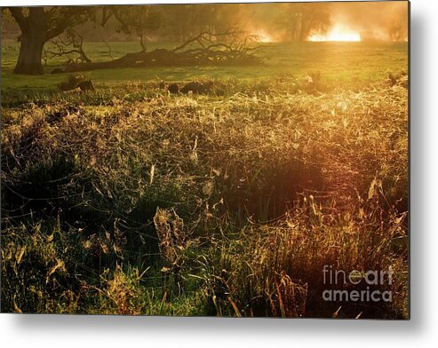 Landscape Metal Print featuring the photograph Spider Gossamer Threads At Sunrise by Dr Keith Wheeler/science Photo Library