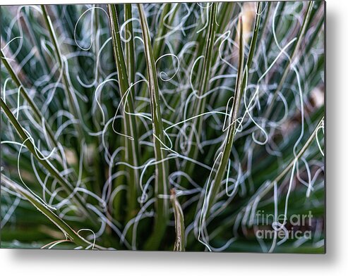Abstract Metal Print featuring the photograph Spiky Abstract Plant with Dry Brush Effect by Roslyn Wilkins