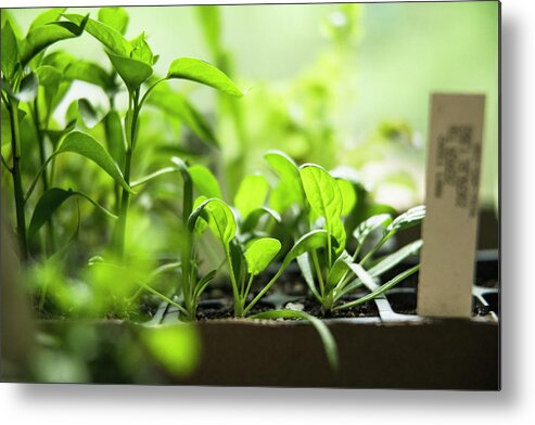 Detail Metal Print featuring the photograph Spinach Seedlings Getting Ready To Go In The Home Garden by Cavan Images