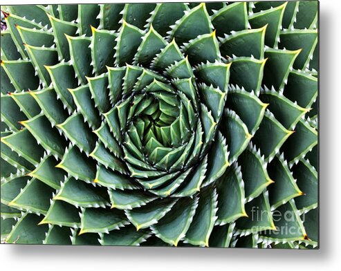 Botanicus Metal Print featuring the photograph Spiral Aloe-aloe Polyphylla by Gil.k