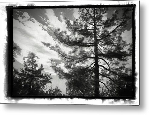 Trees Metal Print featuring the photograph spooky Trees by Steve Benefiel