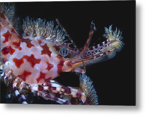 Crevette Metal Print featuring the photograph Spotted Marbled Shrimp by Barathieu Gabriel