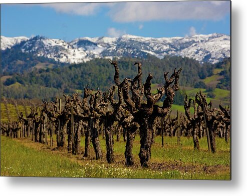 Scenics Metal Print featuring the photograph Spring Arrives In Sonoma Countys by George Rose