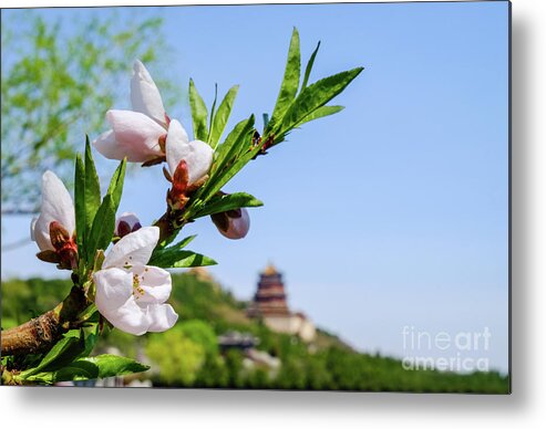 Spring Metal Print featuring the photograph Spring at the Summer Palace by Iryna Liveoak