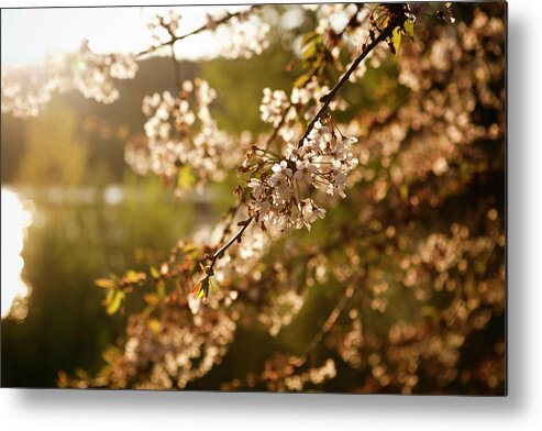 Bud Metal Print featuring the photograph Spring Blossoms by Timnewman