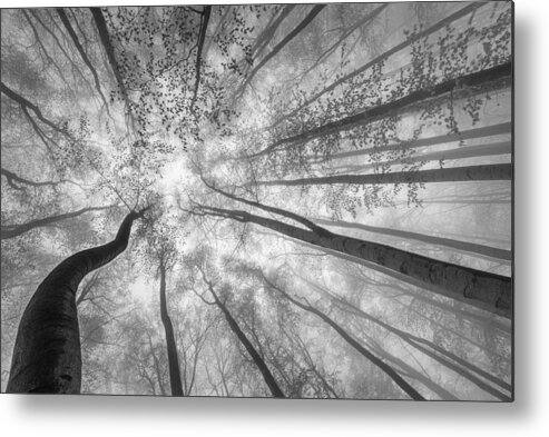 Crown Metal Print featuring the photograph Spring Crown Of Trees by Tom Pavlasek