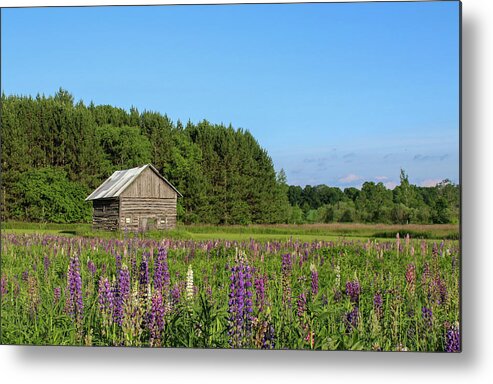 Lupine Metal Print featuring the photograph Spring Lupine Barn 34 by Brook Burling