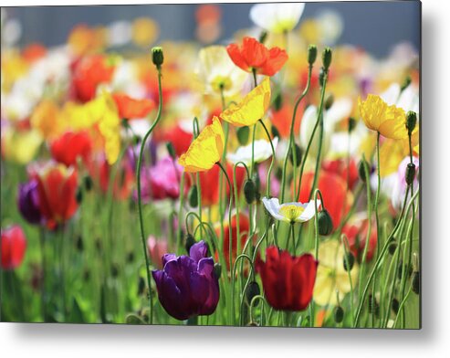 Spring Meadow Metal Print featuring the photograph Spring Meadow by Incredi