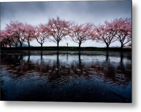 Spring Metal Print featuring the photograph Spring Rain by Kouji Tomihisa