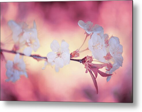 Outdoors Metal Print featuring the photograph Spring Time by Philippe Sainte-laudy Photography
